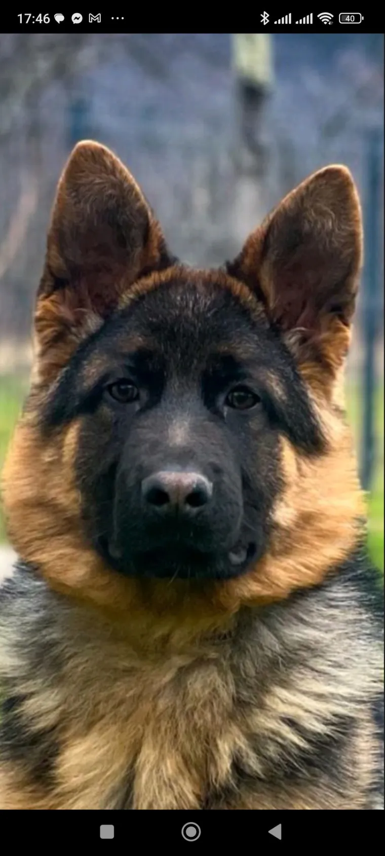 Oprez, o&scaron;tar pas! Ma ne, to su samo fotografije va&scaron;ih divnih njemačkih ovčara