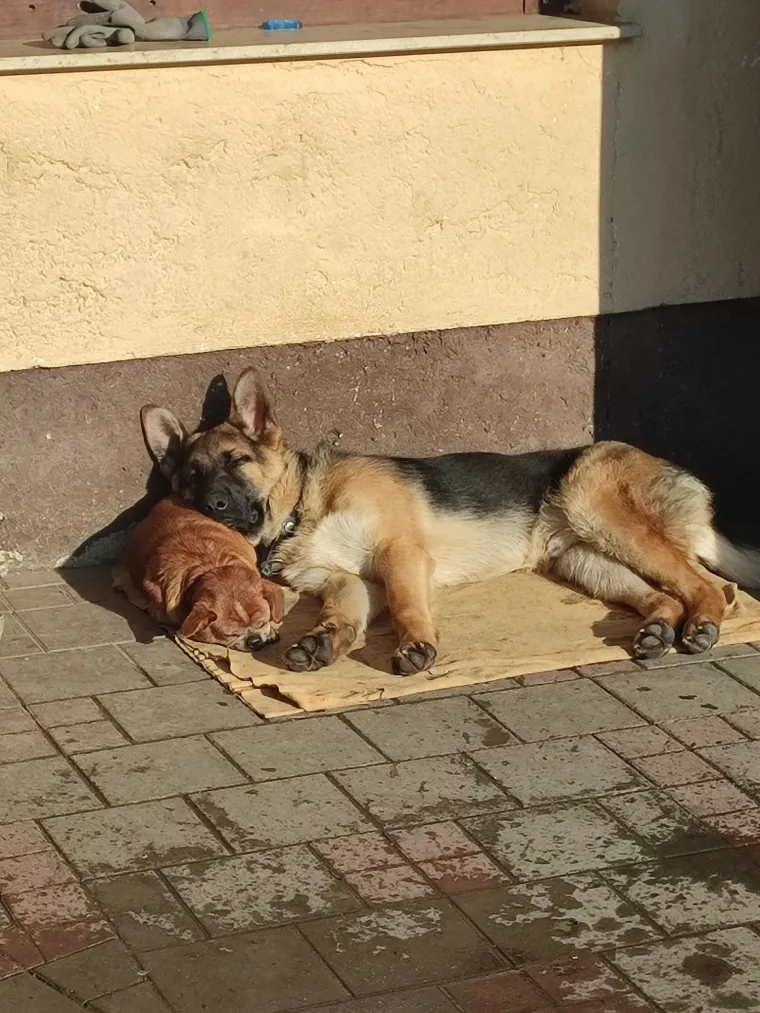 Oprez, o&scaron;tar pas! Ma ne, to su samo fotografije va&scaron;ih divnih njemačkih ovčara