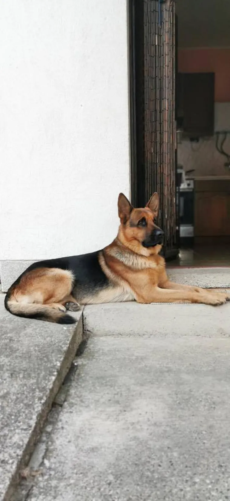 Oprez, o&scaron;tar pas! Ma ne, to su samo fotografije va&scaron;ih divnih njemačkih ovčara