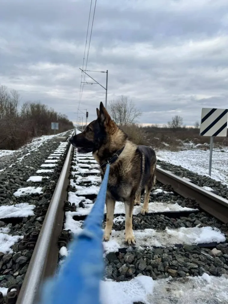 Oprez, o&scaron;tar pas! Ma ne, to su samo fotografije va&scaron;ih divnih njemačkih ovčara