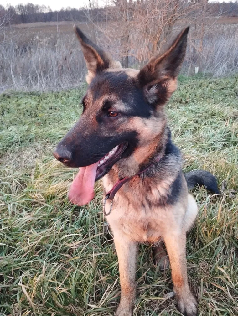 Oprez, o&scaron;tar pas! Ma ne, to su samo fotografije va&scaron;ih divnih njemačkih ovčara