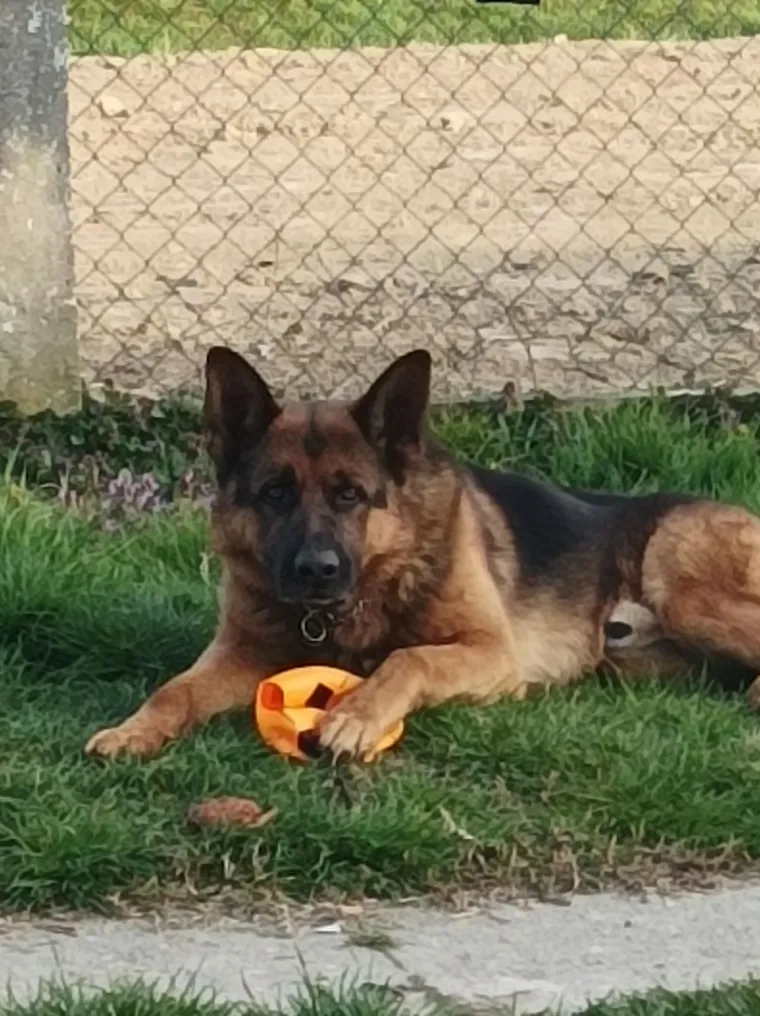 Oprez, o&scaron;tar pas! Ma ne, to su samo fotografije va&scaron;ih divnih njemačkih ovčara