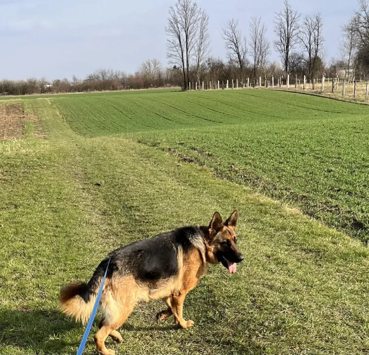 Oprez, o&scaron;tar pas! Ma ne, to su samo fotografije va&scaron;ih divnih njemačkih ovčara