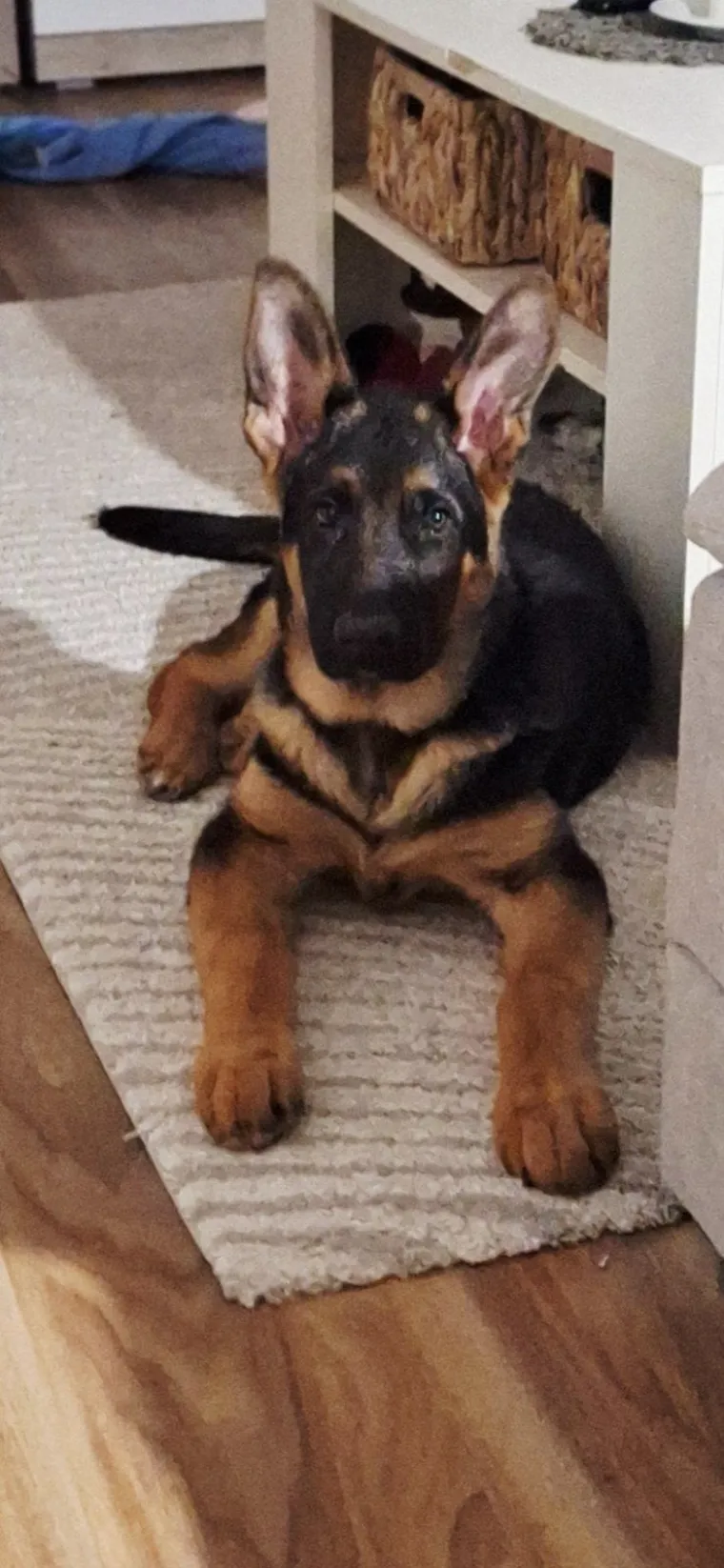 Oprez, o&scaron;tar pas! Ma ne, to su samo fotografije va&scaron;ih divnih njemačkih ovčara