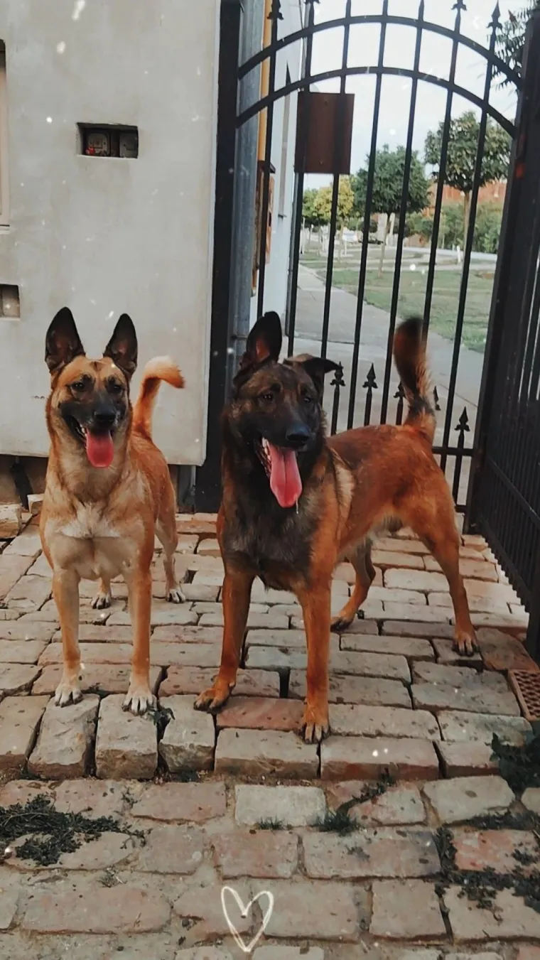 Oprez, o&scaron;tar pas! Ma ne, to su samo fotografije va&scaron;ih divnih njemačkih ovčara