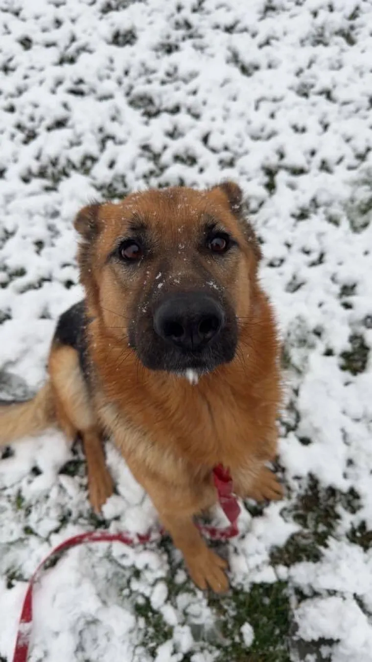 Oprez, o&scaron;tar pas! Ma ne, to su samo fotografije va&scaron;ih divnih njemačkih ovčara