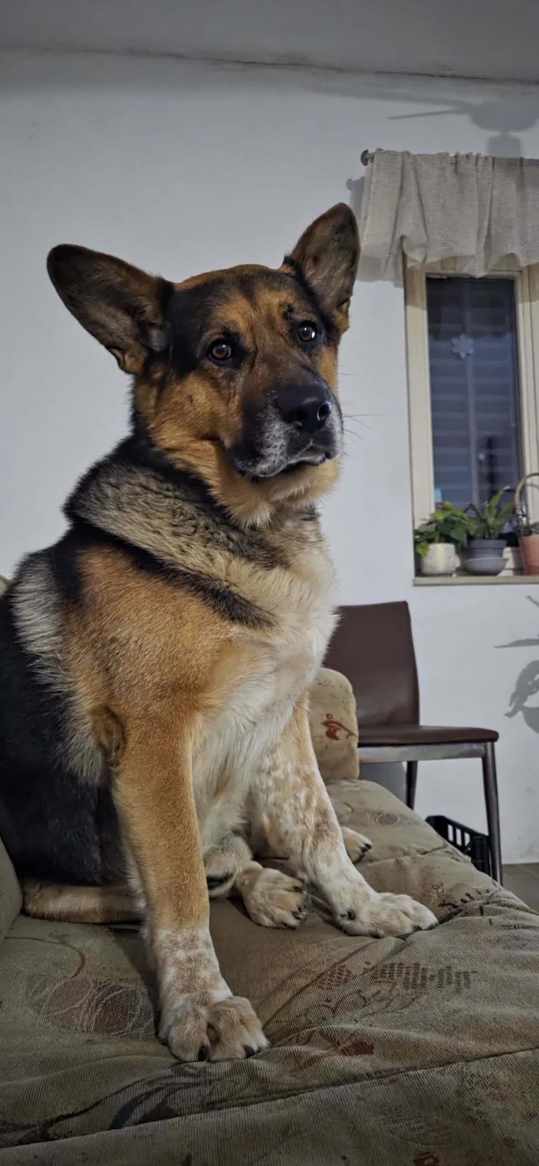 Oprez, o&scaron;tar pas! Ma ne, to su samo fotografije va&scaron;ih divnih njemačkih ovčara