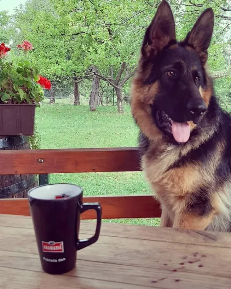 Oprez, o&scaron;tar pas! Ma ne, to su samo fotografije va&scaron;ih divnih njemačkih ovčara