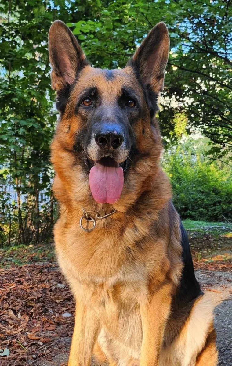 Oprez, o&scaron;tar pas! Ma ne, to su samo fotografije va&scaron;ih divnih njemačkih ovčara