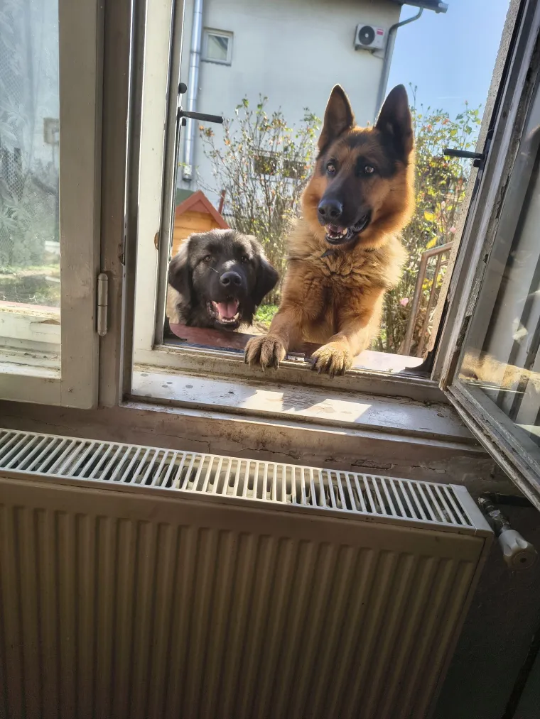 Oprez, o&scaron;tar pas! Ma ne, to su samo fotografije va&scaron;ih divnih njemačkih ovčara