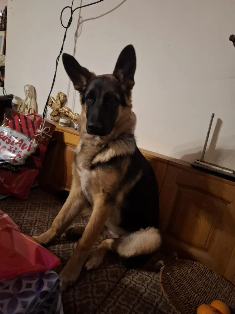 Oprez, o&scaron;tar pas! Ma ne, to su samo fotografije va&scaron;ih divnih njemačkih ovčara