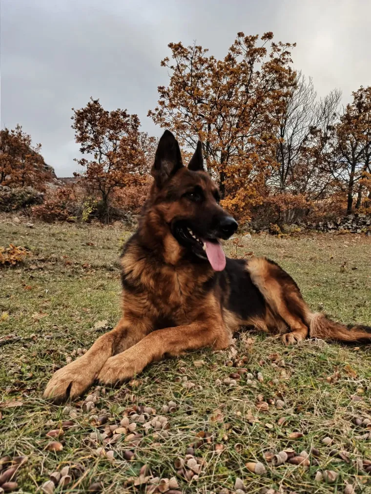 Oprez, o&scaron;tar pas! Ma ne, to su samo fotografije va&scaron;ih divnih njemačkih ovčara