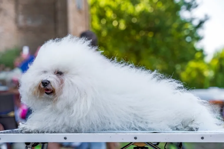 Koliko dugo bi va&scaron; pas mogao živjeti? To ovisi o ovim iznenađujućim faktorima