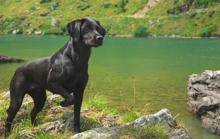 Koliko dugo bi va&scaron; pas mogao živjeti? To ovisi o ovim iznenađujućim faktorima