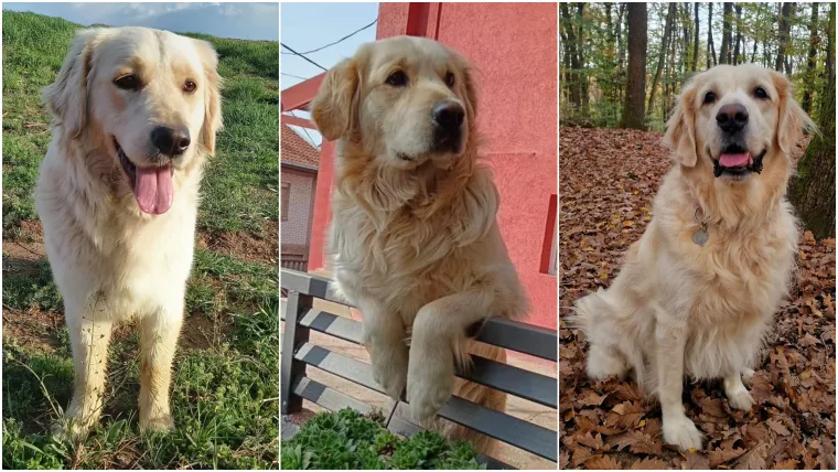 Radost i veselje: Ovih 50 fotografija zlatnih retrivera uljep&scaron;at će vam dan