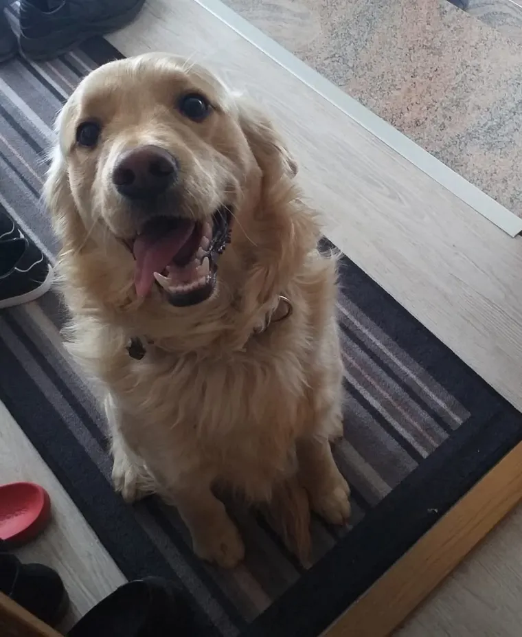 Radost i veselje: Ovih 50 fotografija zlatnih retrivera uljep&scaron;at će vam dan