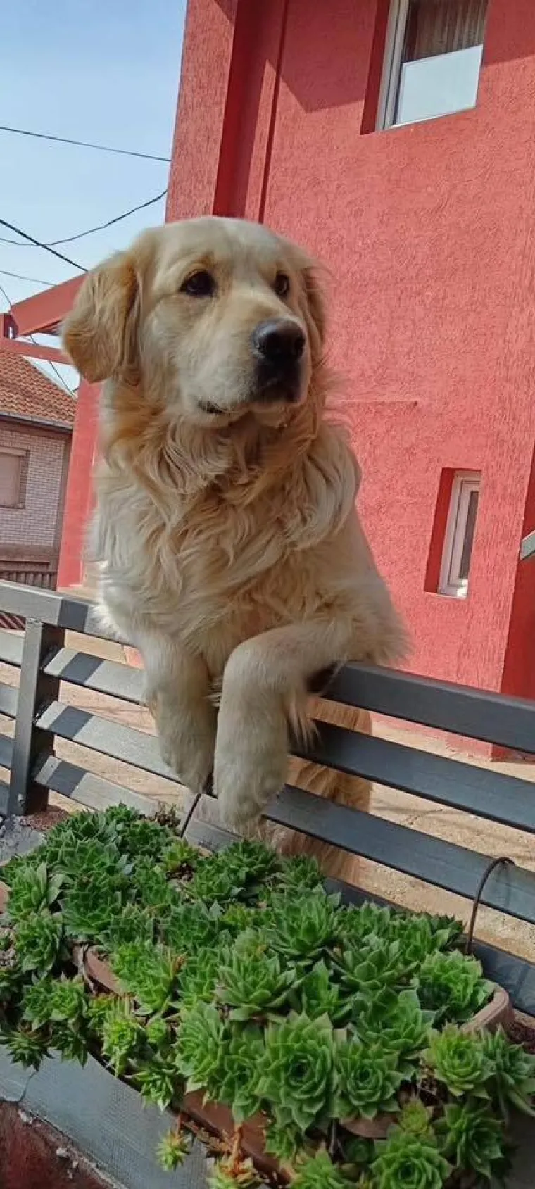 Radost i veselje: Ovih 50 fotografija zlatnih retrivera uljep&scaron;at će vam dan