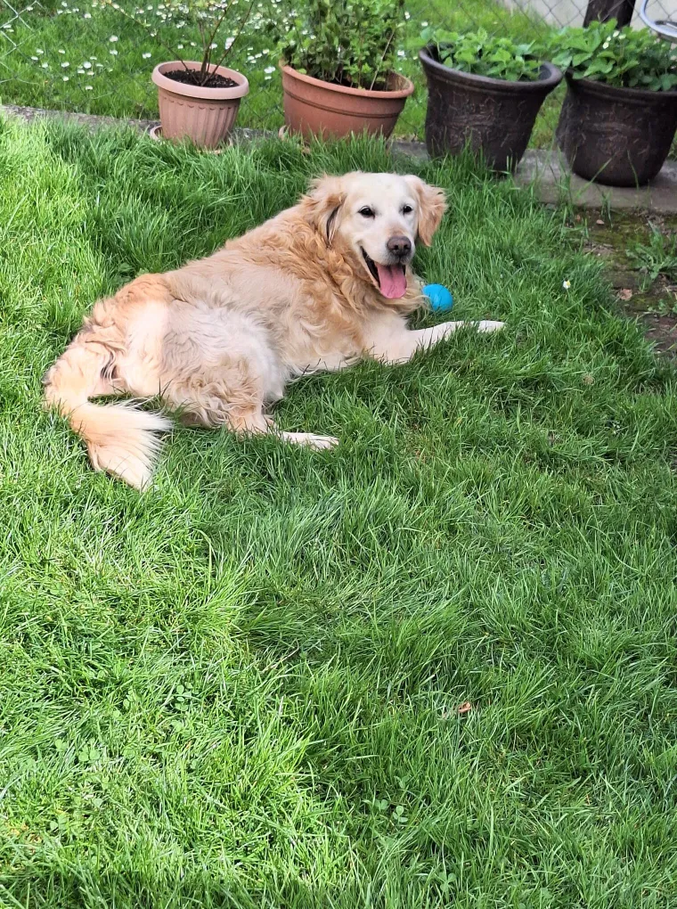 Radost i veselje: Ovih 50 fotografija zlatnih retrivera uljep&scaron;at će vam dan