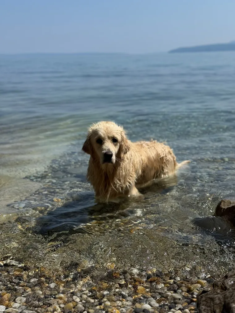 Radost i veselje: Ovih 50 fotografija zlatnih retrivera uljep&scaron;at će vam dan