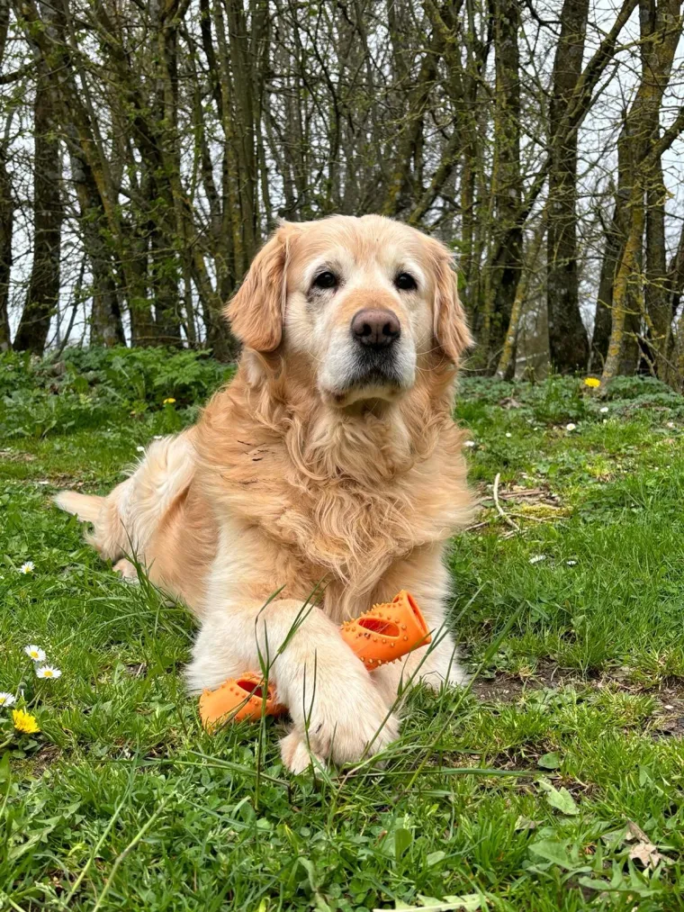 Radost i veselje: Ovih 50 fotografija zlatnih retrivera uljep&scaron;at će vam dan