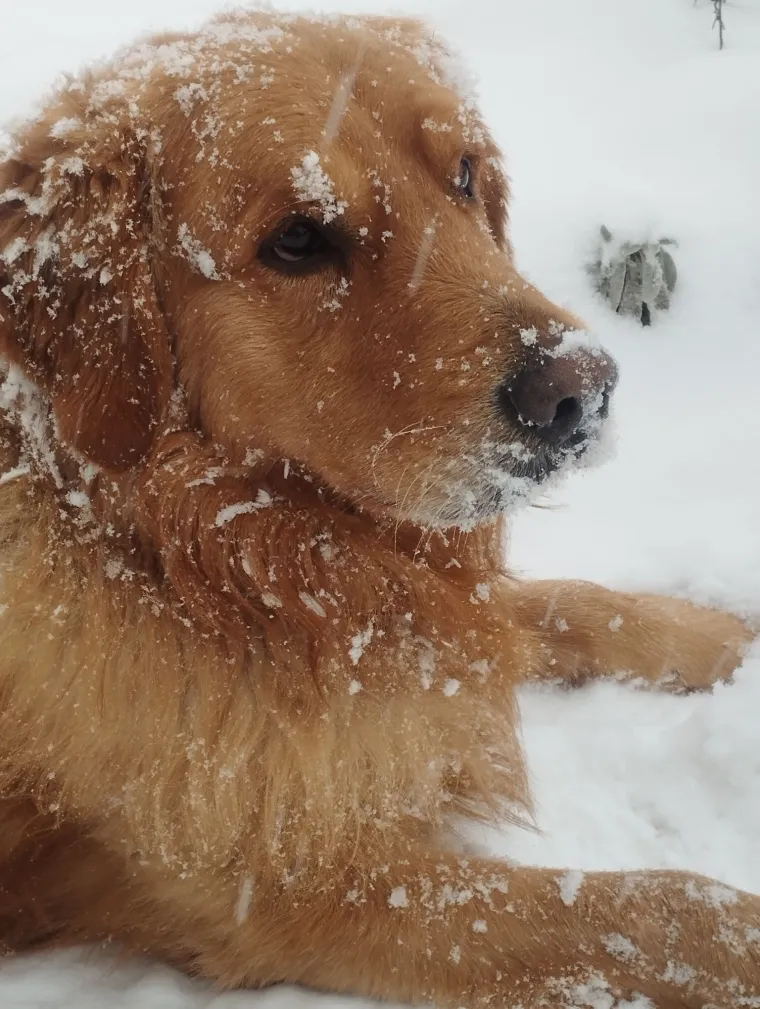 Radost i veselje: Ovih 50 fotografija zlatnih retrivera uljep&scaron;at će vam dan