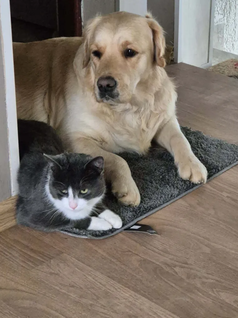 Radost i veselje: Ovih 50 fotografija zlatnih retrivera uljep&scaron;at će vam dan