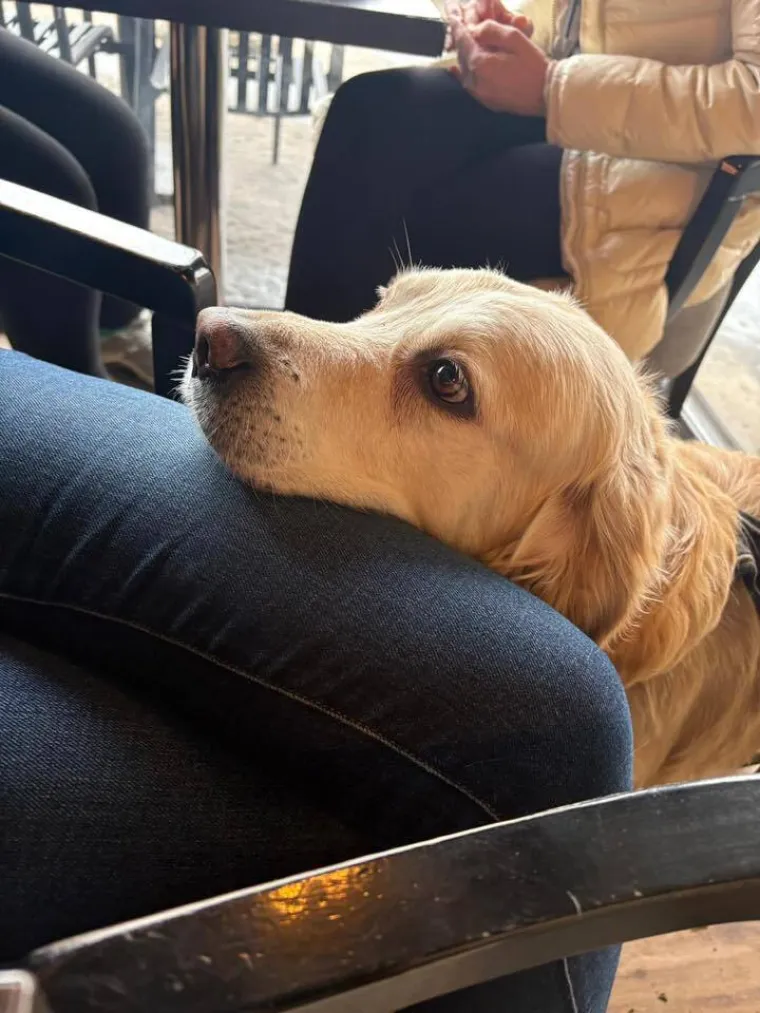 Radost i veselje: Ovih 50 fotografija zlatnih retrivera uljep&scaron;at će vam dan