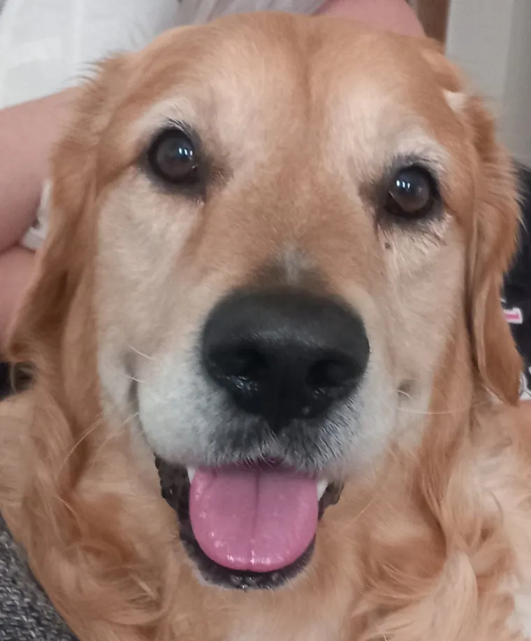 Radost i veselje: Ovih 50 fotografija zlatnih retrivera uljep&scaron;at će vam dan