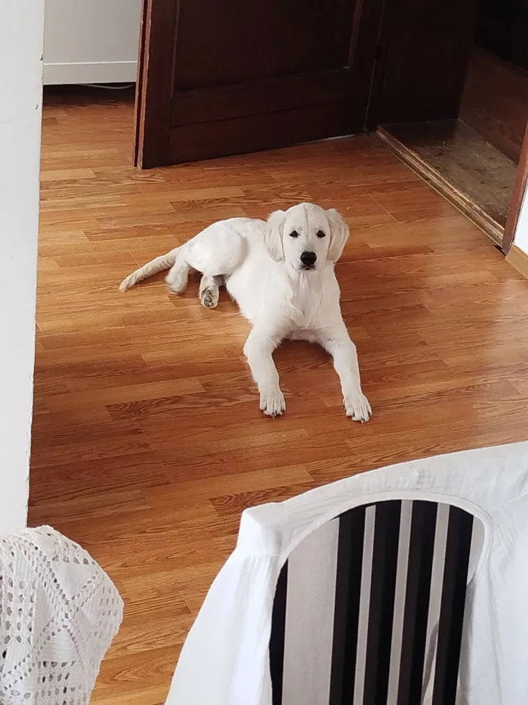 Radost i veselje: Ovih 50 fotografija zlatnih retrivera uljep&scaron;at će vam dan