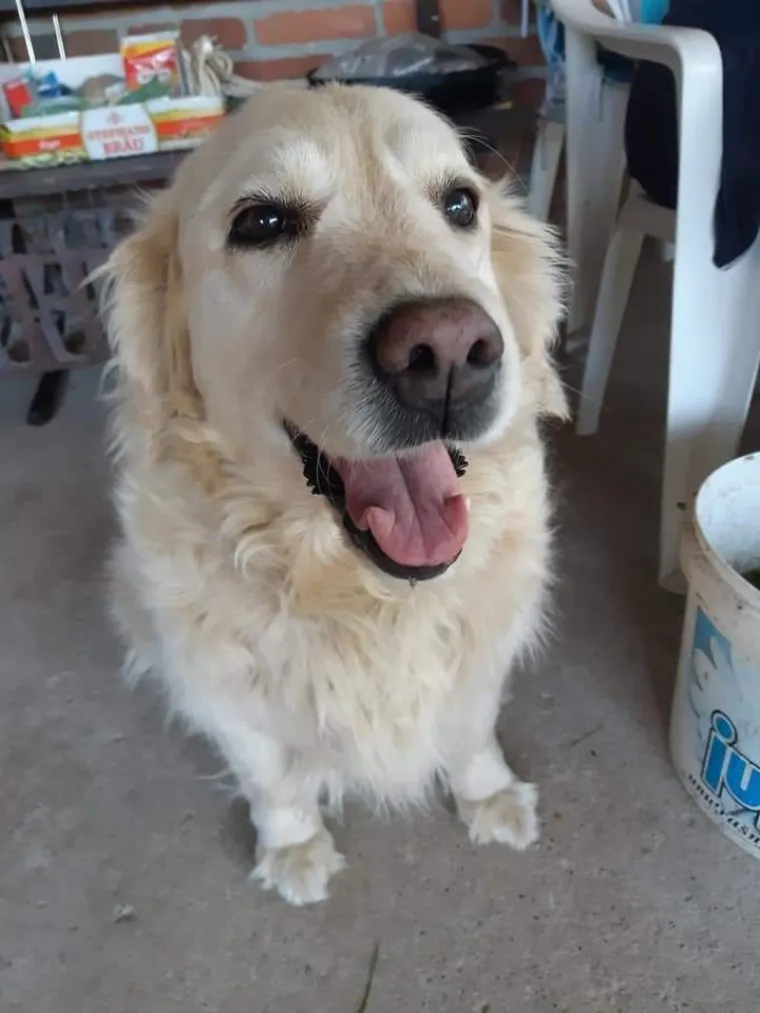 Radost i veselje: Ovih 50 fotografija zlatnih retrivera uljep&scaron;at će vam dan