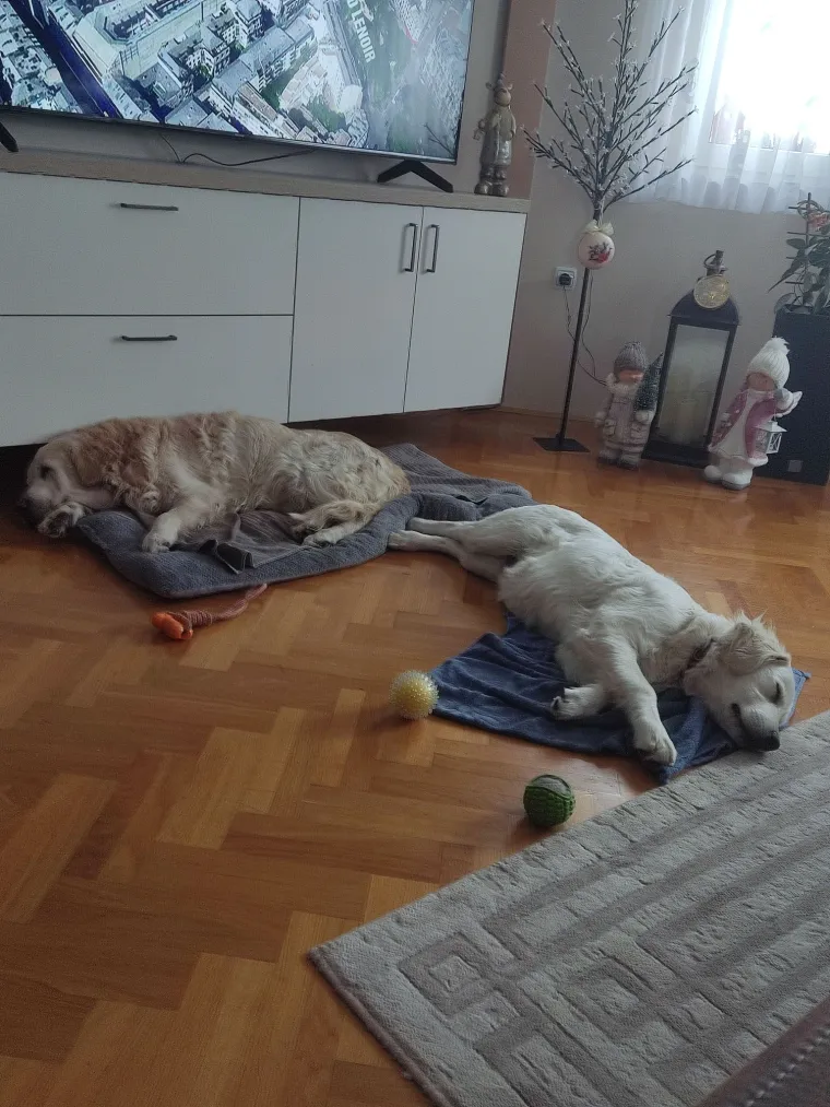 Radost i veselje: Ovih 50 fotografija zlatnih retrivera uljep&scaron;at će vam dan