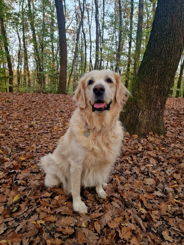 Radost i veselje: Ovih 50 fotografija zlatnih retrivera uljep&scaron;at će vam dan