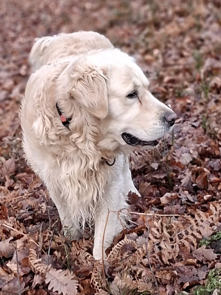 Radost i veselje: Ovih 50 fotografija zlatnih retrivera uljep&scaron;at će vam dan