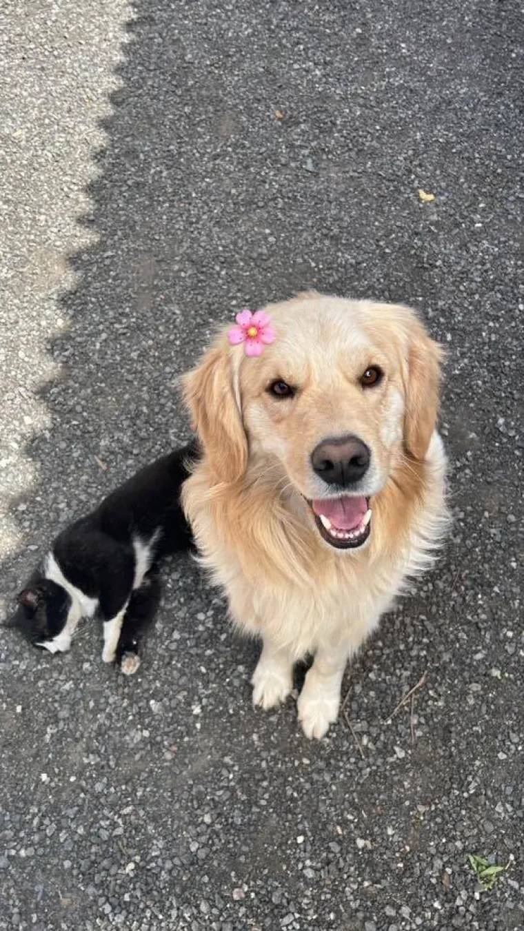 Radost i veselje: Ovih 50 fotografija zlatnih retrivera uljep&scaron;at će vam dan