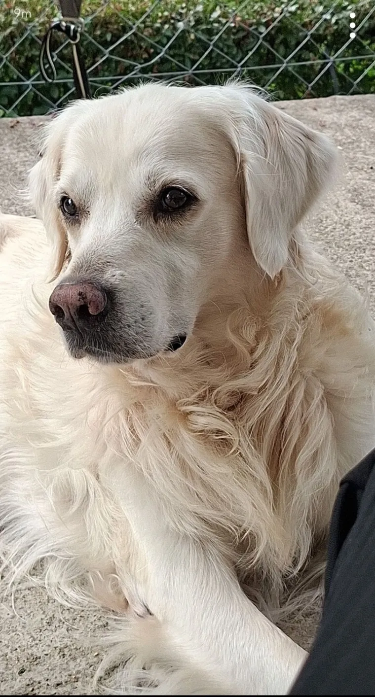 Radost i veselje: Ovih 50 fotografija zlatnih retrivera uljep&scaron;at će vam dan