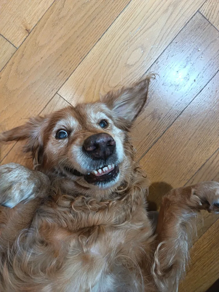 Radost i veselje: Ovih 50 fotografija zlatnih retrivera uljep&scaron;at će vam dan