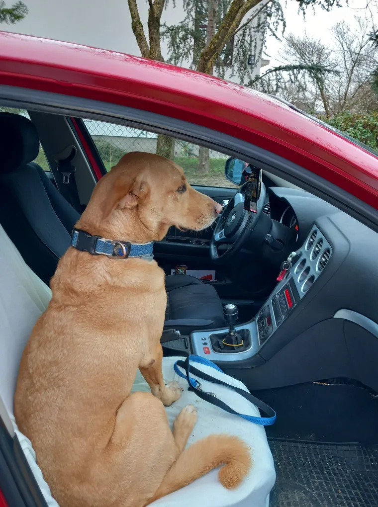 Radost i veselje: Ovih 50 fotografija zlatnih retrivera uljep&scaron;at će vam dan