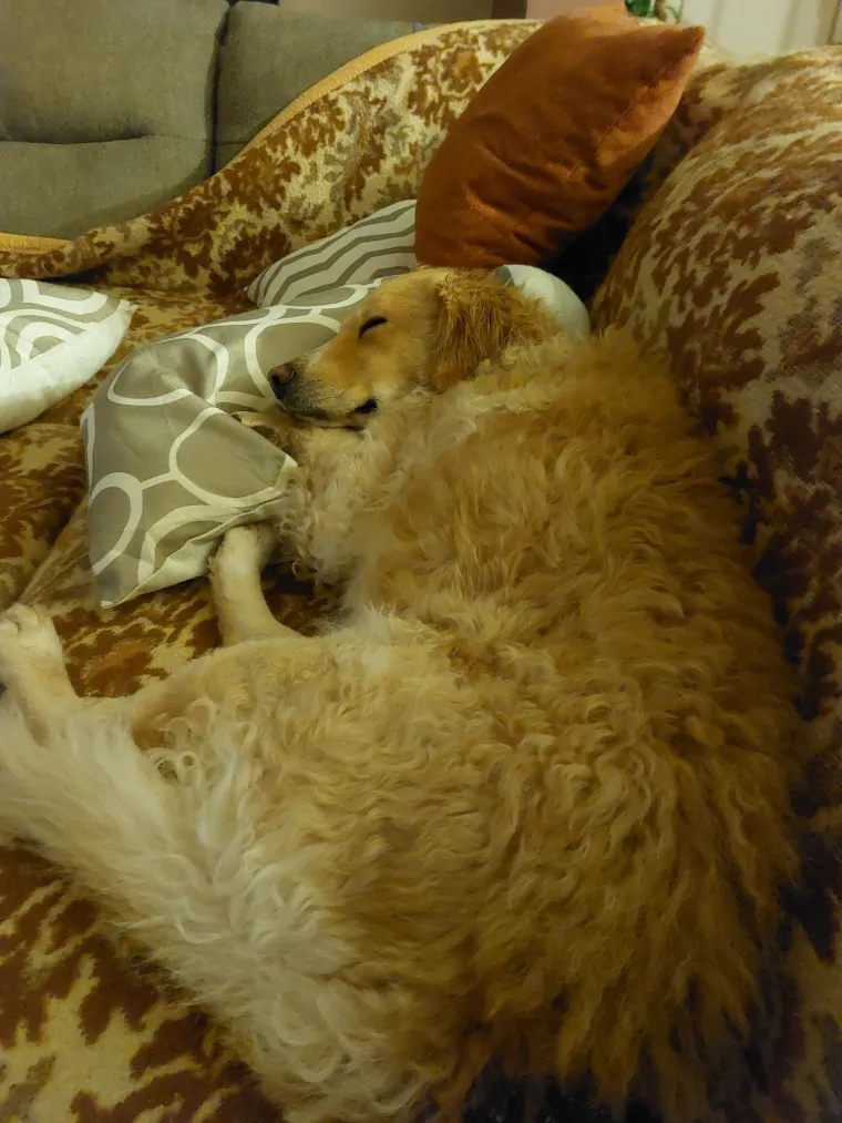 Radost i veselje: Ovih 50 fotografija zlatnih retrivera uljep&scaron;at će vam dan