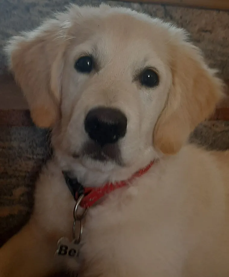 Radost i veselje: Ovih 50 fotografija zlatnih retrivera uljep&scaron;at će vam dan