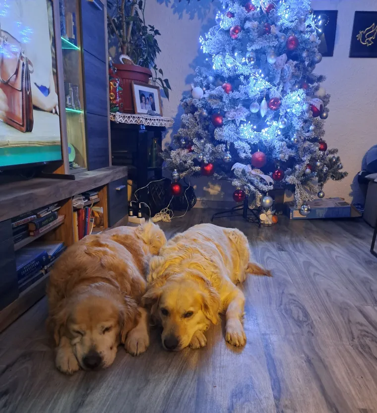 Radost i veselje: Ovih 50 fotografija zlatnih retrivera uljep&scaron;at će vam dan