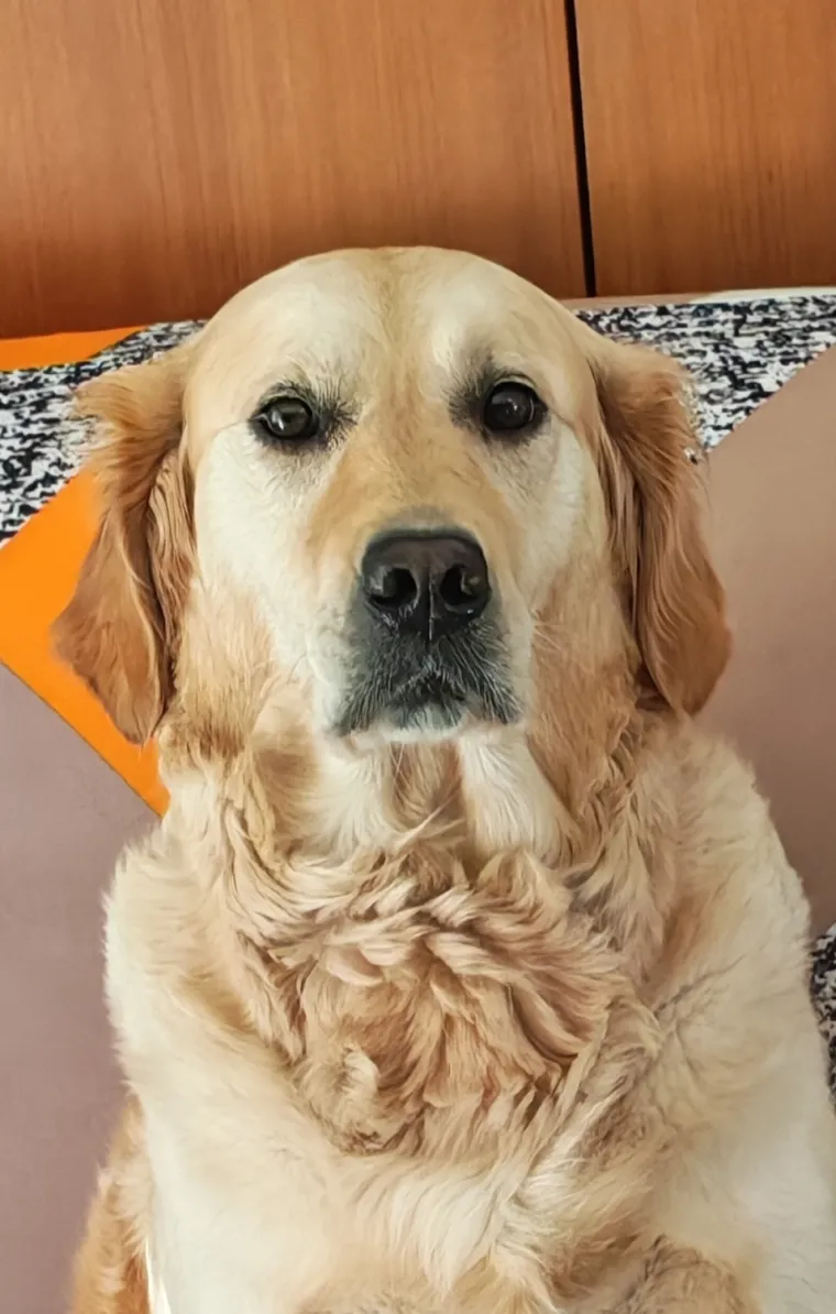 Radost i veselje: Ovih 50 fotografija zlatnih retrivera uljep&scaron;at će vam dan