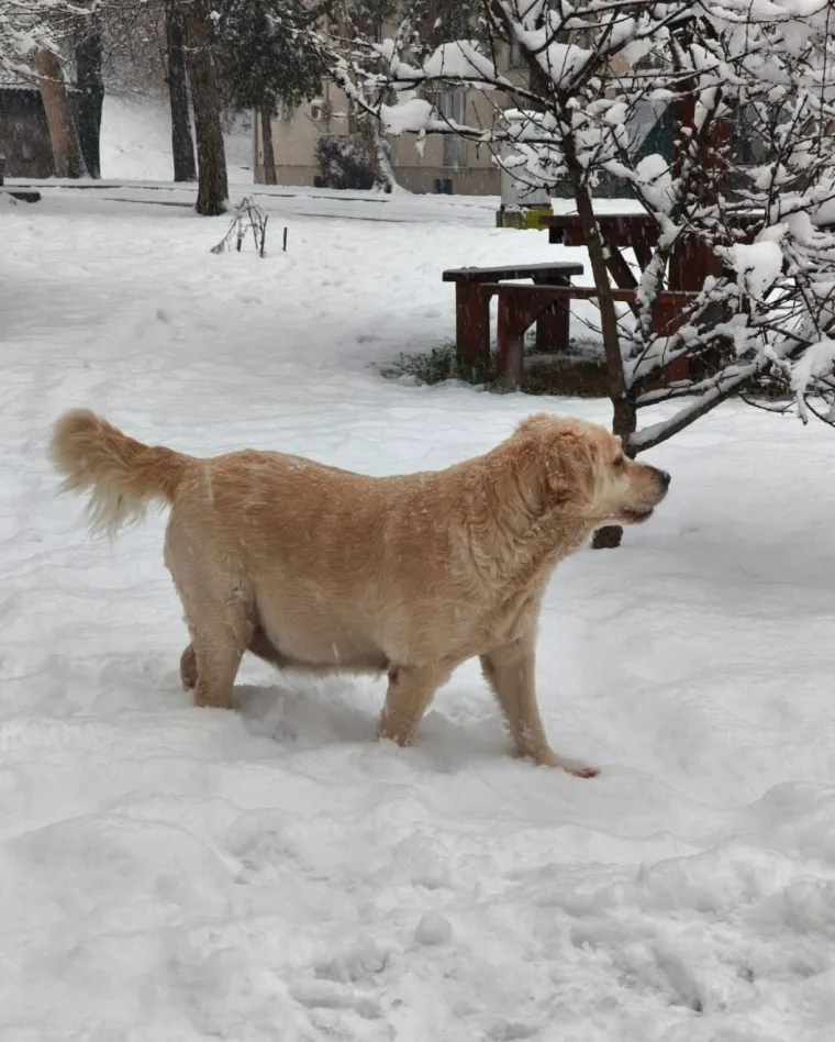 Radost i veselje: Ovih 50 fotografija zlatnih retrivera uljep&scaron;at će vam dan