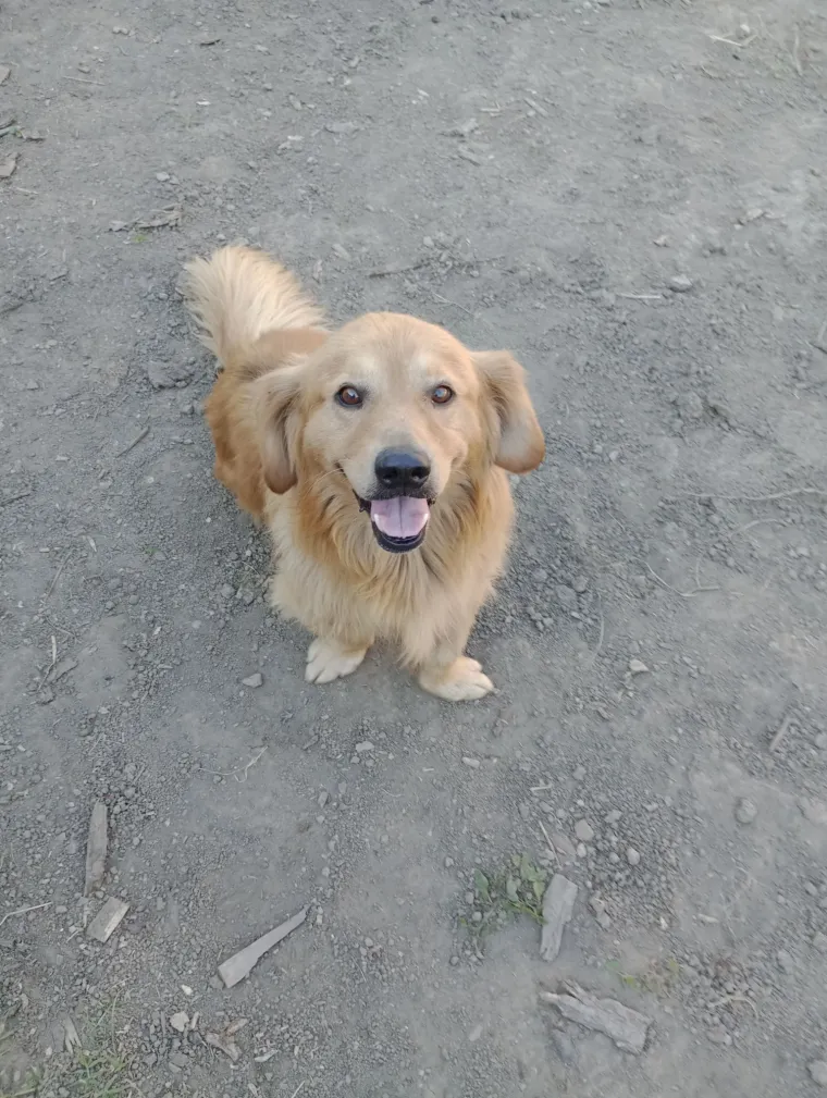 Radost i veselje: Ovih 50 fotografija zlatnih retrivera uljep&scaron;at će vam dan