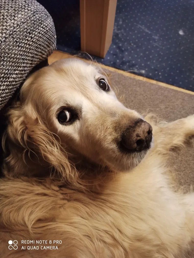 Radost i veselje: Ovih 50 fotografija zlatnih retrivera uljep&scaron;at će vam dan