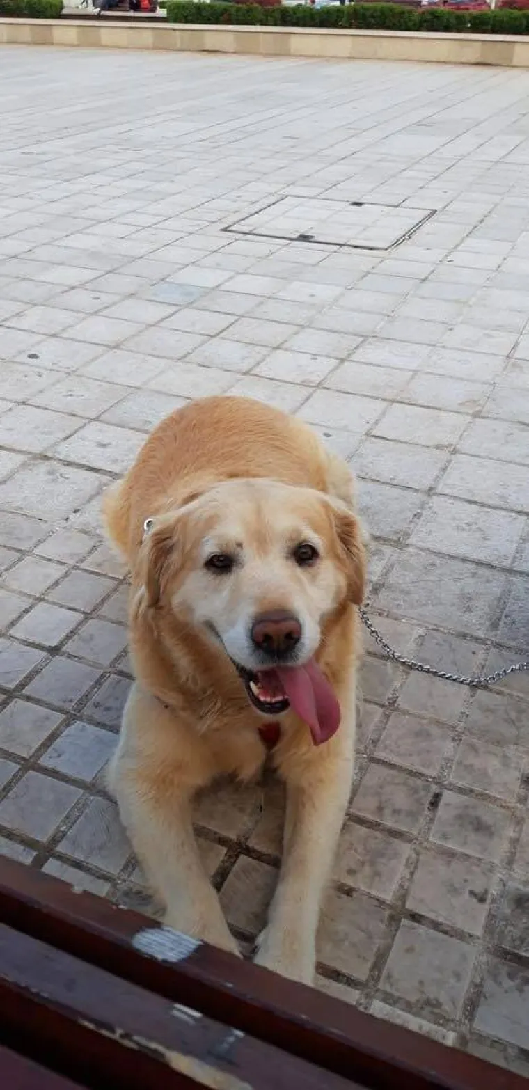 Radost i veselje: Ovih 50 fotografija zlatnih retrivera uljep&scaron;at će vam dan