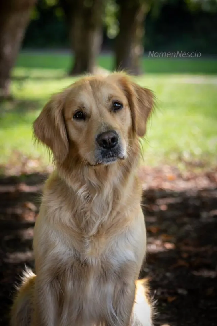 Radost i veselje: Ovih 50 fotografija zlatnih retrivera uljep&scaron;at će vam dan