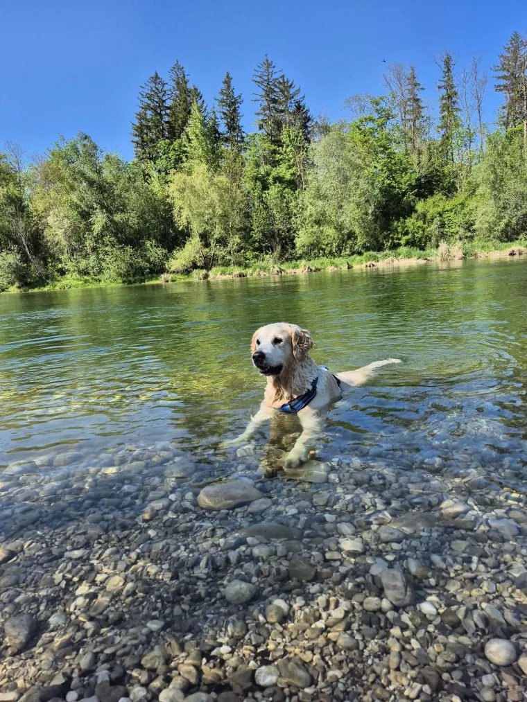 Radost i veselje: Ovih 50 fotografija zlatnih retrivera uljep&scaron;at će vam dan