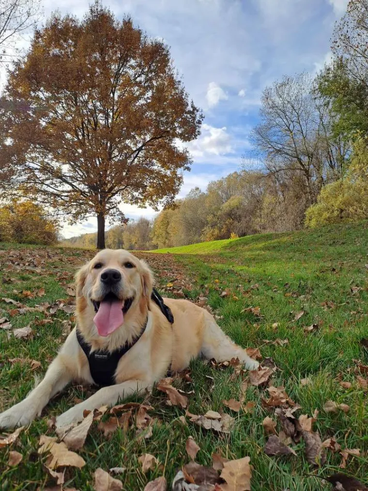 Radost i veselje: Ovih 50 fotografija zlatnih retrivera uljep&scaron;at će vam dan