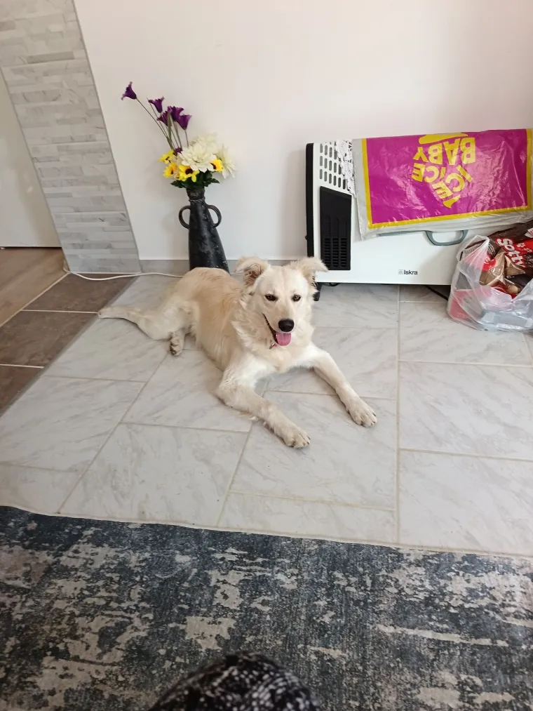 Radost i veselje: Ovih 50 fotografija zlatnih retrivera uljep&scaron;at će vam dan