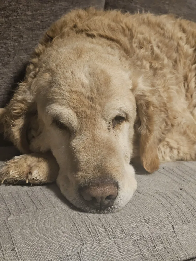 Radost i veselje: Ovih 50 fotografija zlatnih retrivera uljep&scaron;at će vam dan